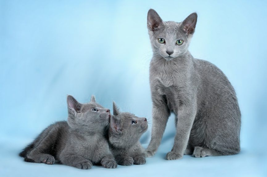 koty rosyjskie niebieskie