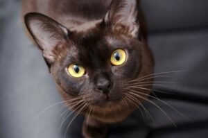 co kot chciałby usłyszeć