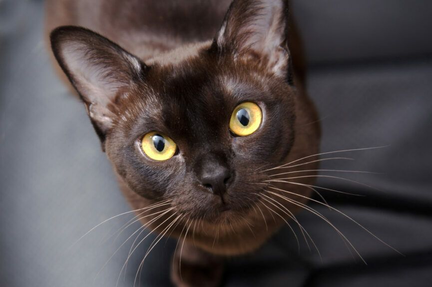 co kot chciałby usłyszeć