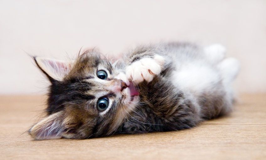 leżący mały słodki kotek