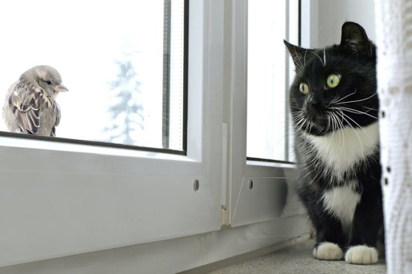 kot patrzy przez okno