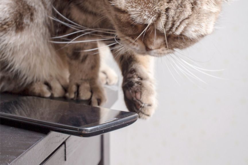 doświadczeni kociarze