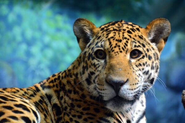 jaguar