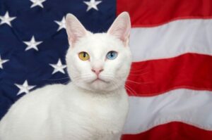 koty z Białego Domu