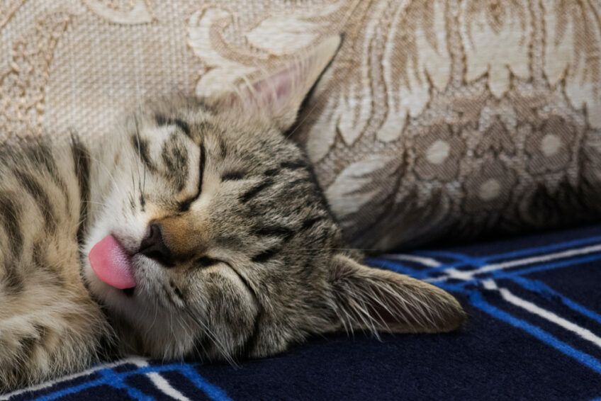 kot śpi z wywieszonym językiem