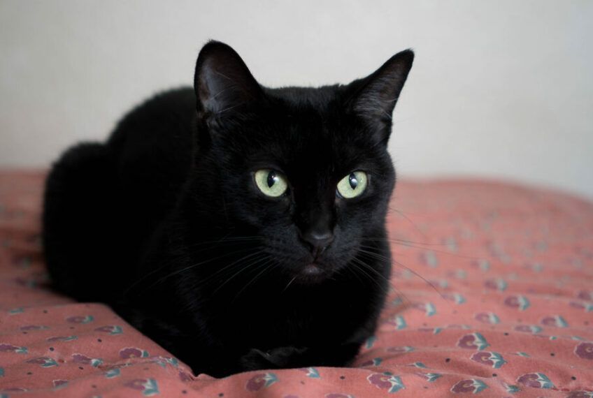 czarny kot rosyjski