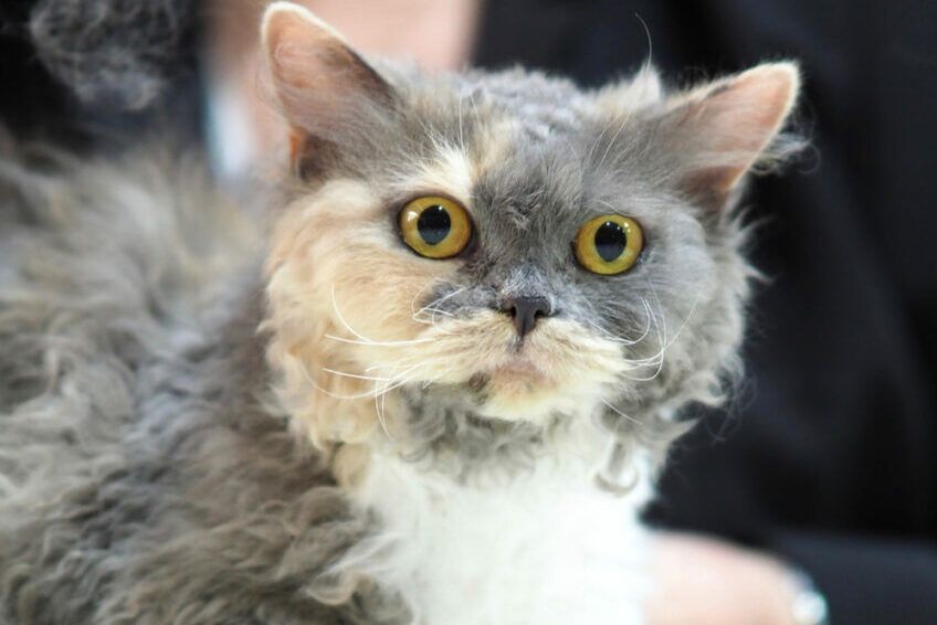 selkirk rex