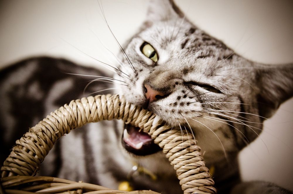 kot gryzie koszyk