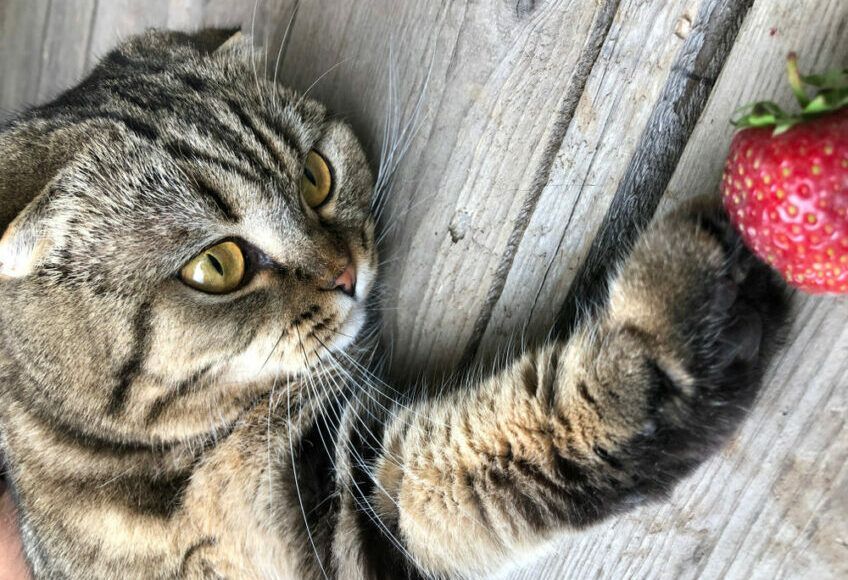 kot i truskawka 