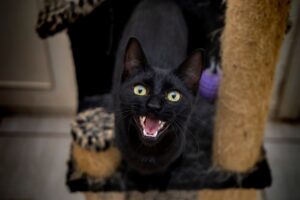 koci krzyk, jak radzić sobie z kocim wrzaskiem