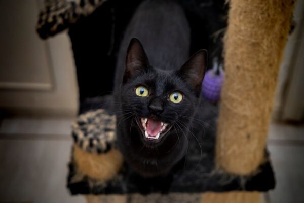 koci krzyk, jak radzić sobie z kocim wrzaskiem