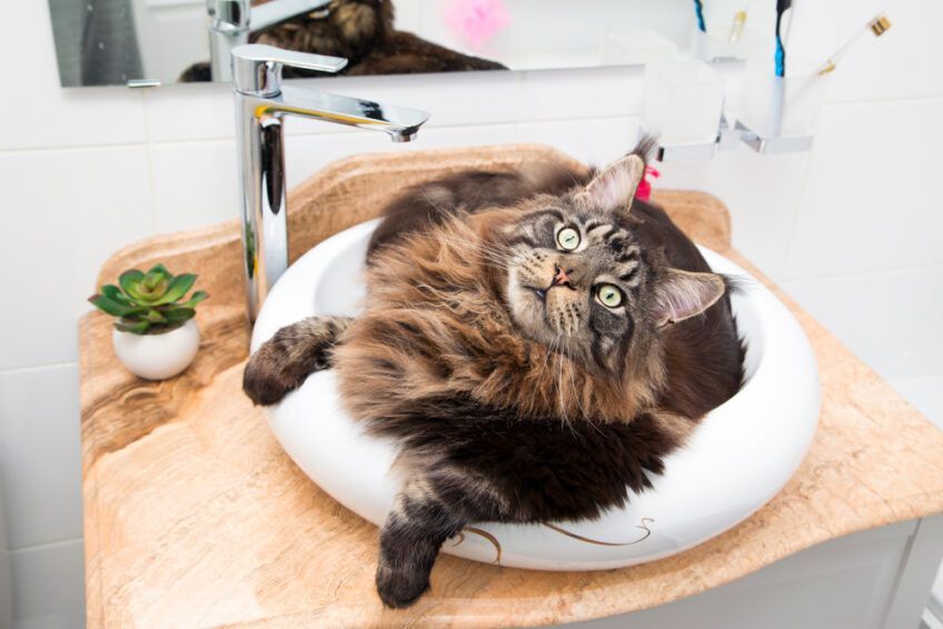 dlaczego kot śpi w umywalce