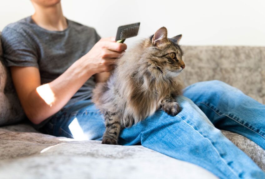 portki i kryza u kota