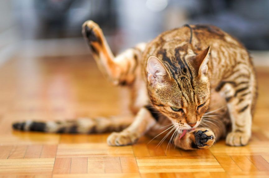 kot myje się po głaskaniu