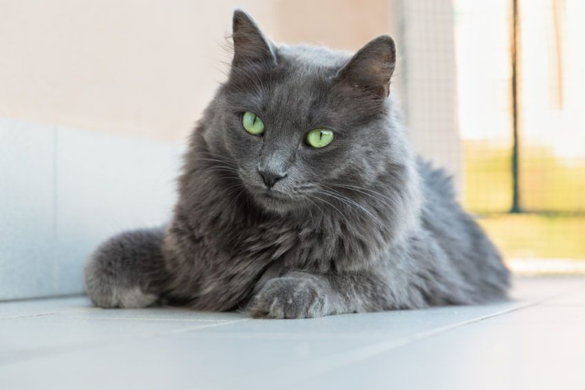 nebelung