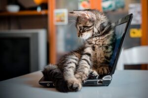 kot siedzi na laptopie