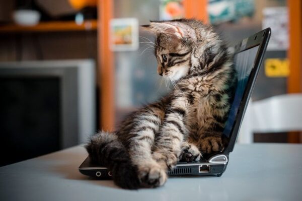 kot siedzi na laptopie