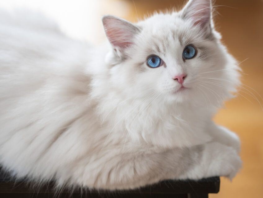 amerykańska rasa kotów ragdoll