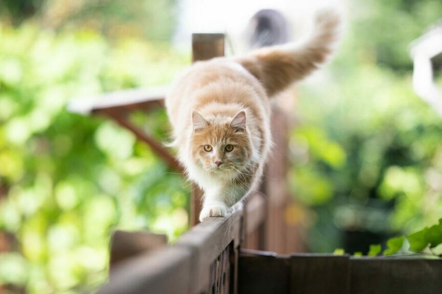 zespół przedsionkowy u kota