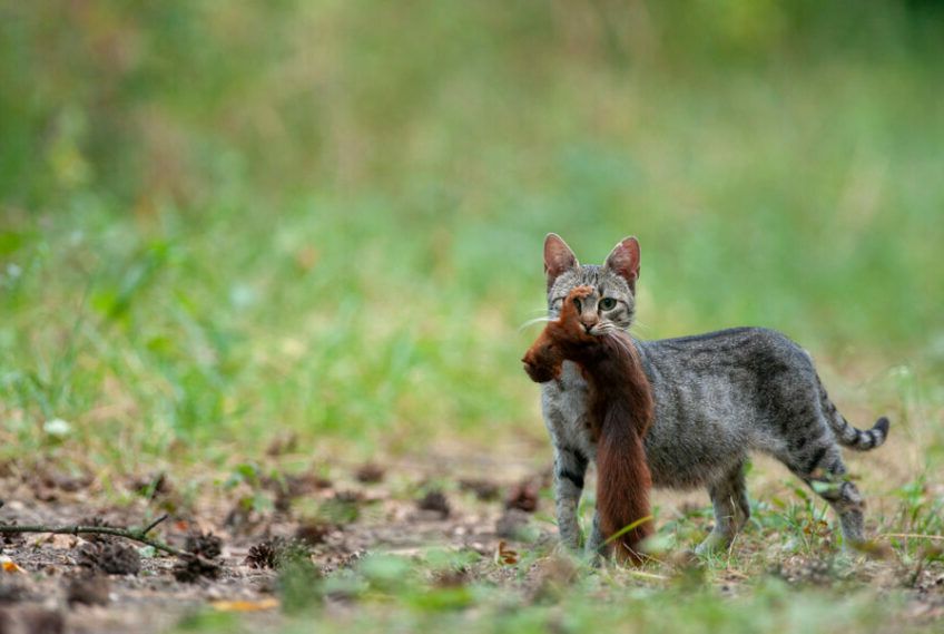 koty polują na wiewiórki