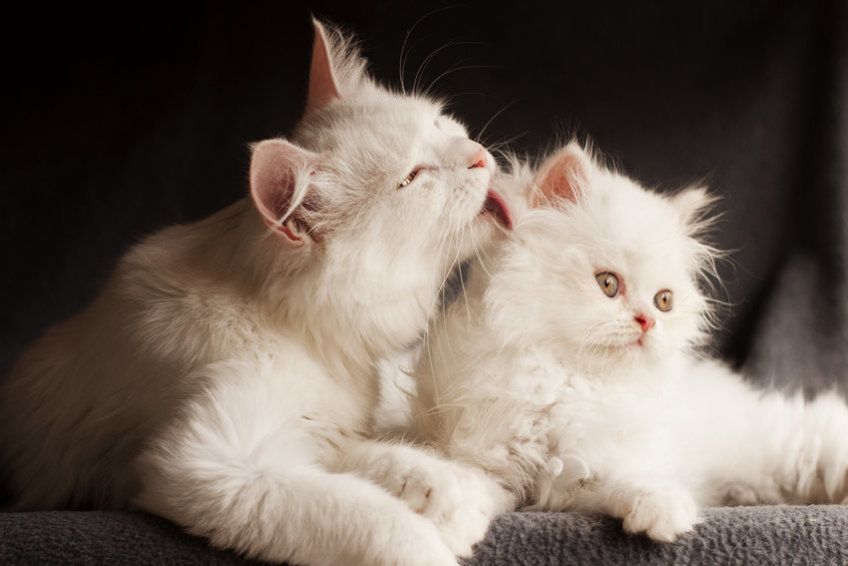 Kot myje drugiego kota