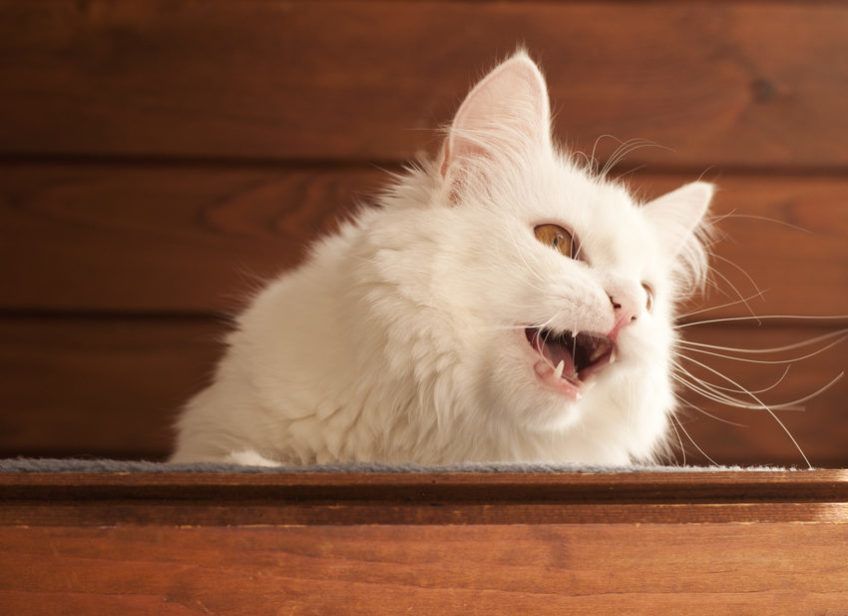 biały kot leży i miauczy