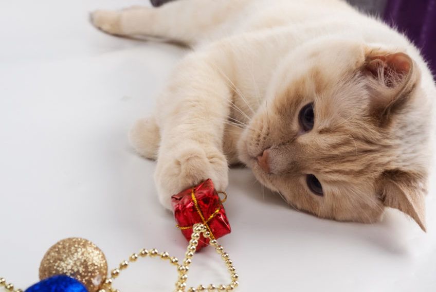 kot bawi się ozdobami