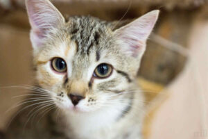 kocia mowa ciała, język ciała kotów