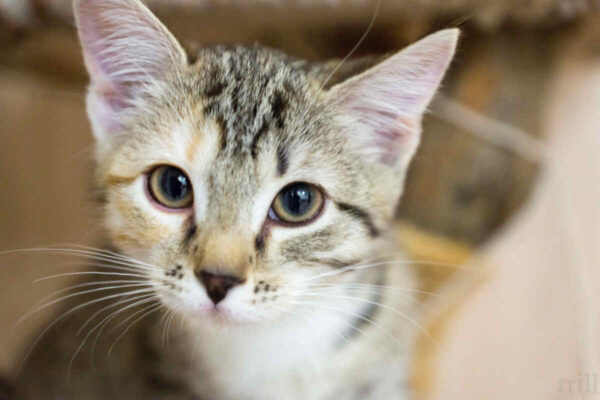 kocia mowa ciała, język ciała kotów