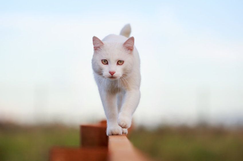 kot mistrzem balansu