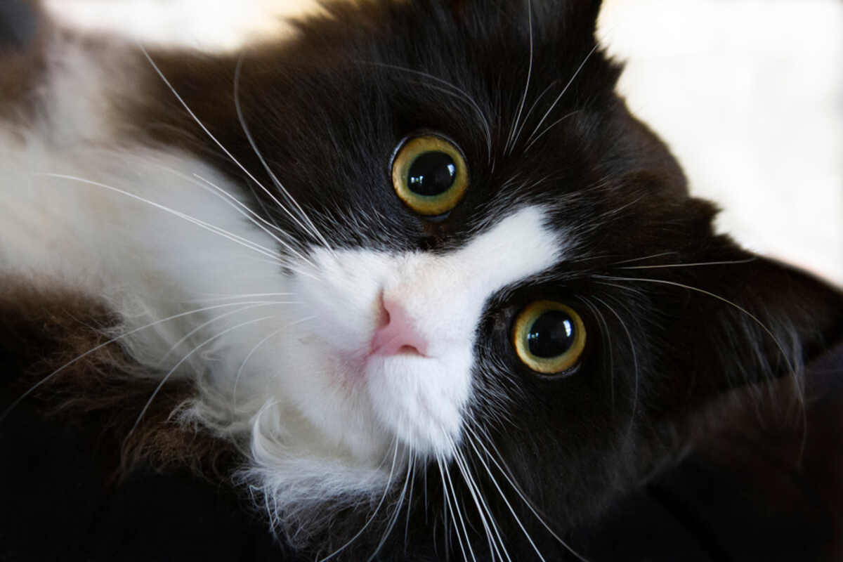 rzeczy od których koty są uzależnione