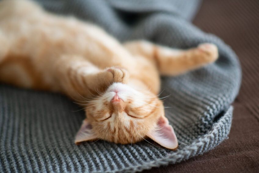 dlaczego kot śpia na plecach