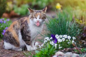 fioletowy język u kota