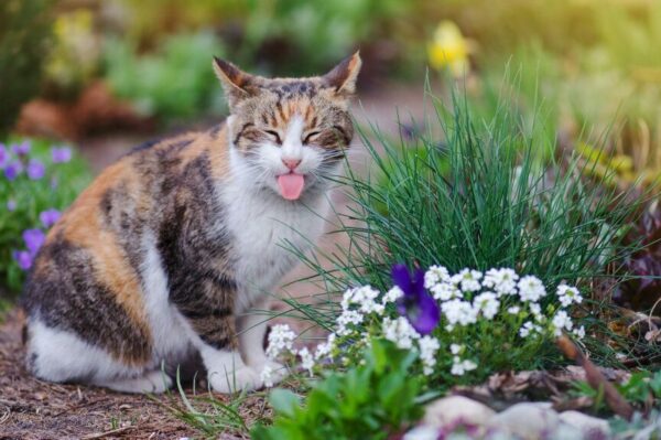 fioletowy język u kota