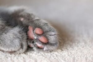 łapki kota są zimne