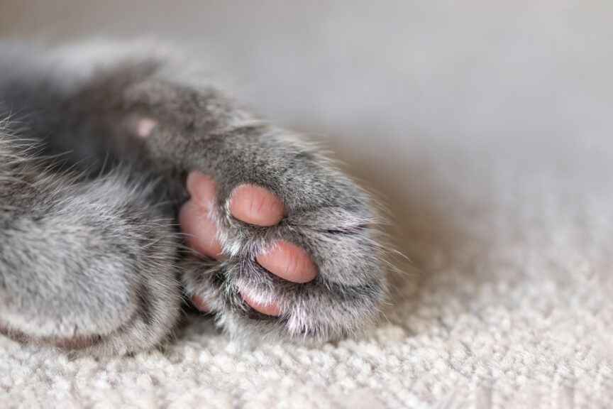 łapki kota są zimne