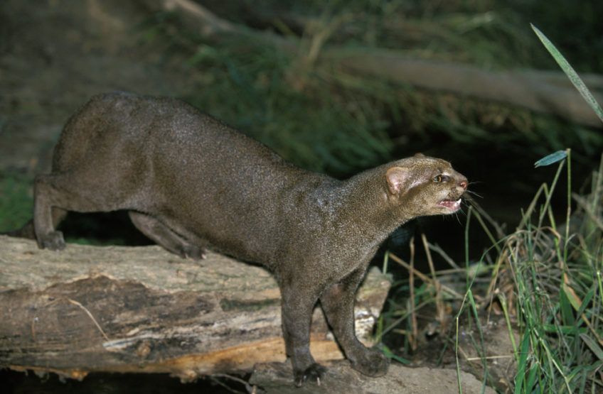 jaguarundi