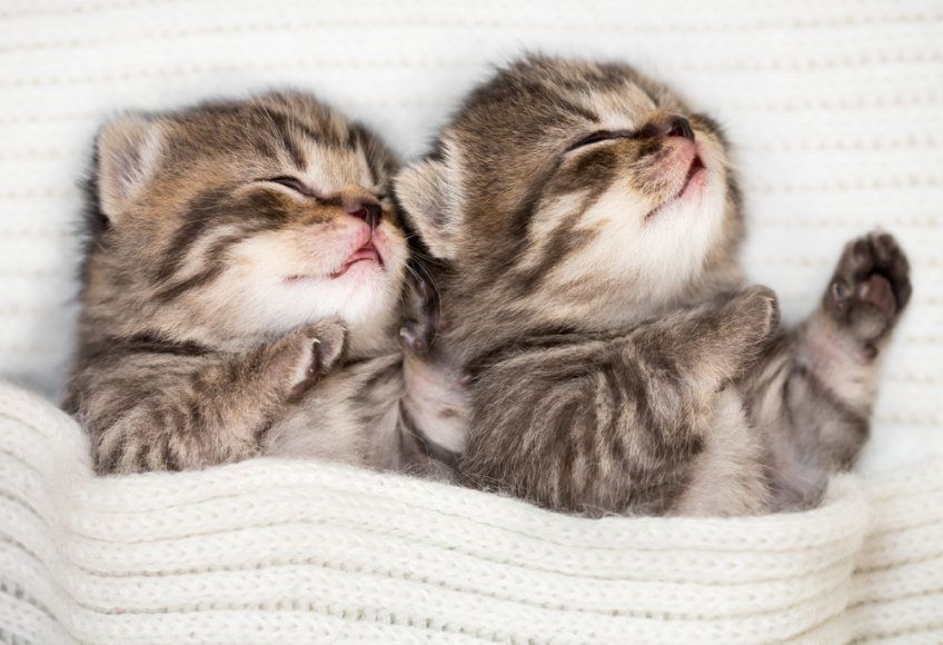 Śpiące kotki 