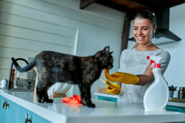 świąteczne porządki z kotem