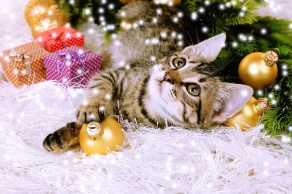 postanowienia noworoczne kota