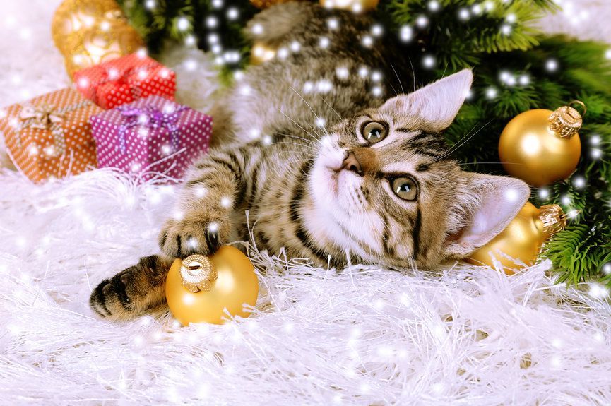 postanowienia noworoczne kota