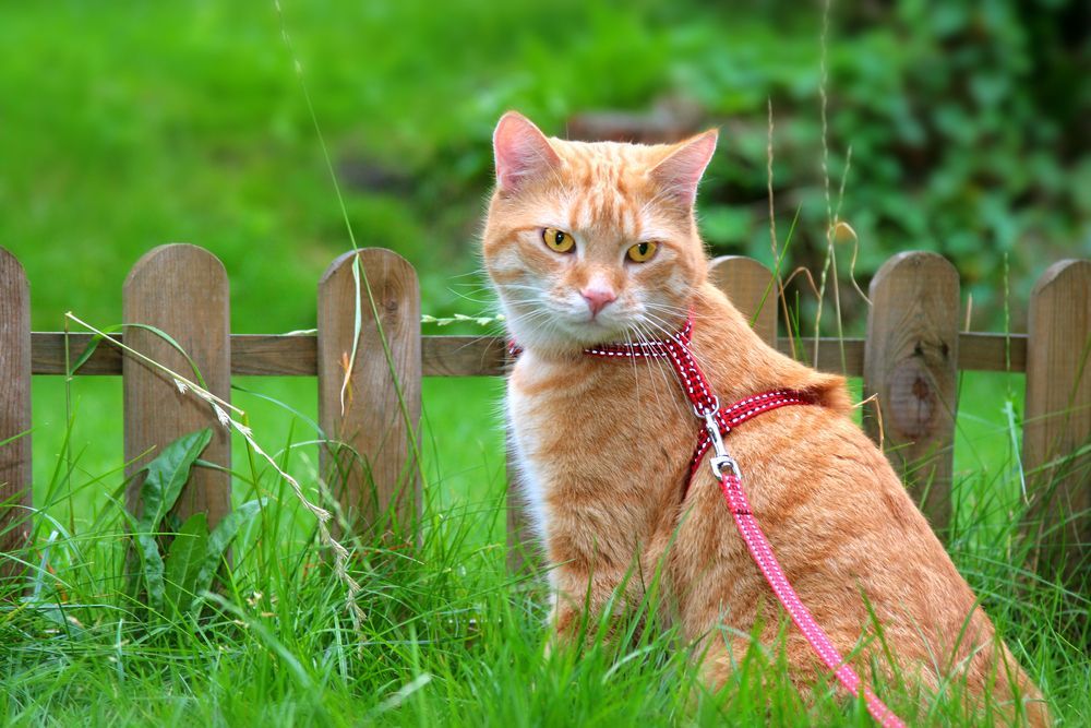 kot w puszorku i na smyczy
