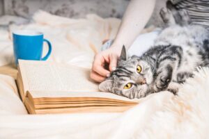 koty siadają na rzeczach których używasz