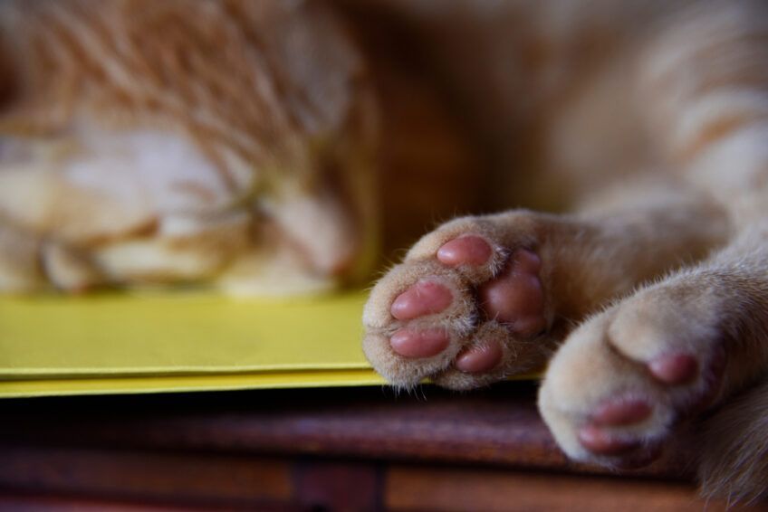 łapki kota są zimne