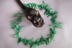 koty siedzą w kręgach