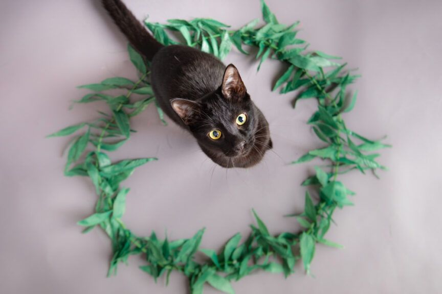 koty siedzą w kręgach