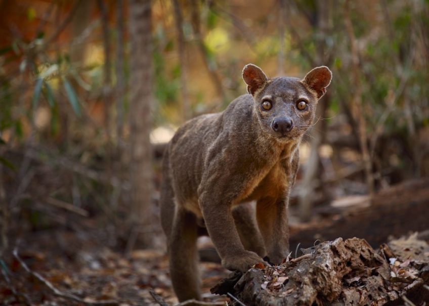 fossa