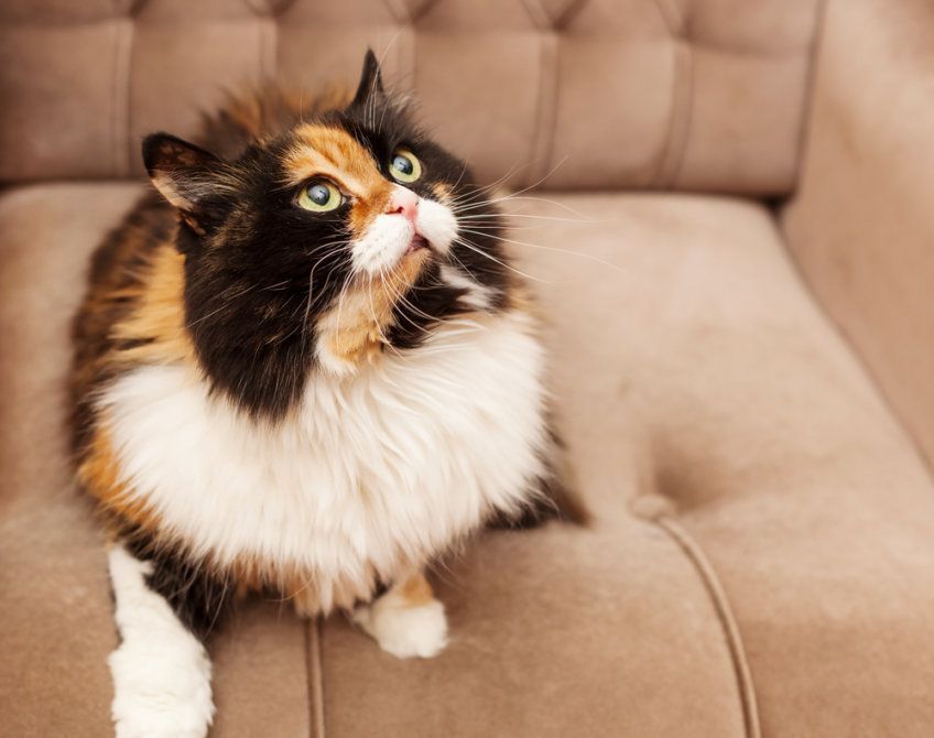 tricolor i bliźniaki