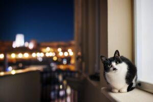 kot nocą na parapecie