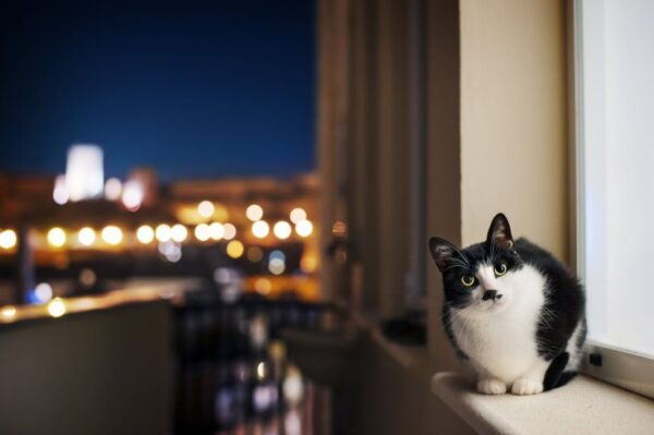 kot nocą na parapecie